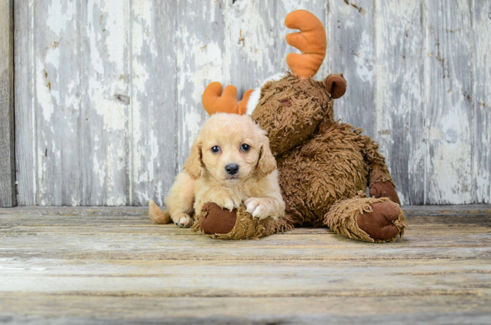 Cavapoo Puppy for Adoption