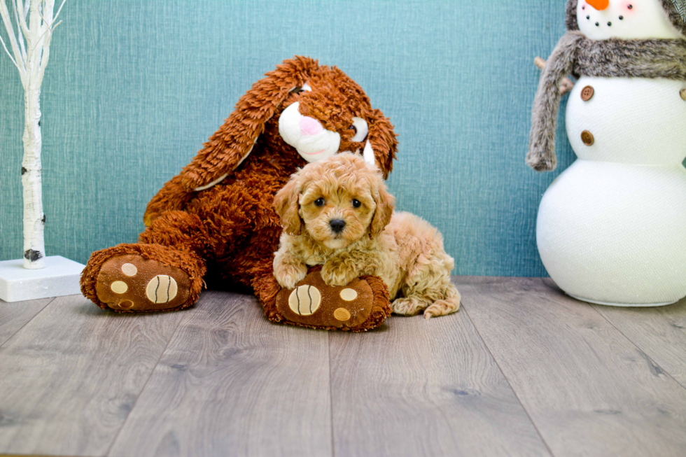 Best Cavapoo Baby