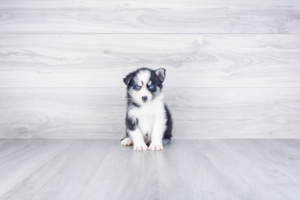 Pomsky Puppy for Adoption