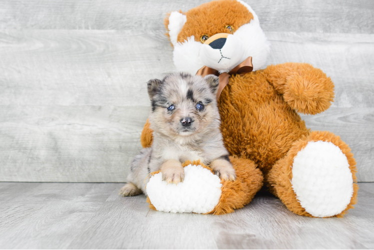 Pomsky Puppy for Adoption