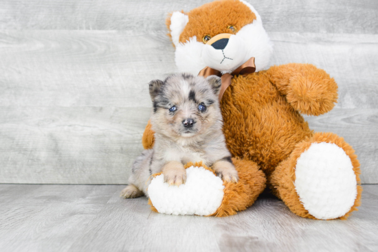 Pomsky Puppy for Adoption