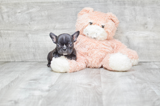 Popular French Bulldog Purebred Pup