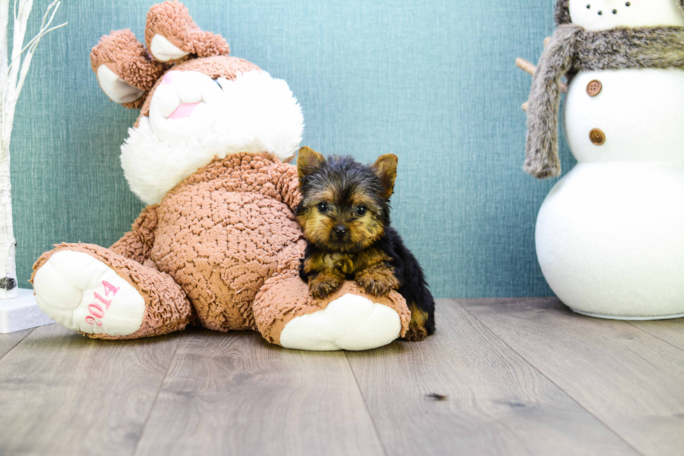 Meet Micro-Teacup-Alexandria - our Yorkshire Terrier Puppy Photo 