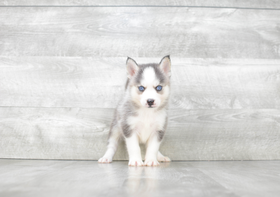 Pomsky Puppy for Adoption