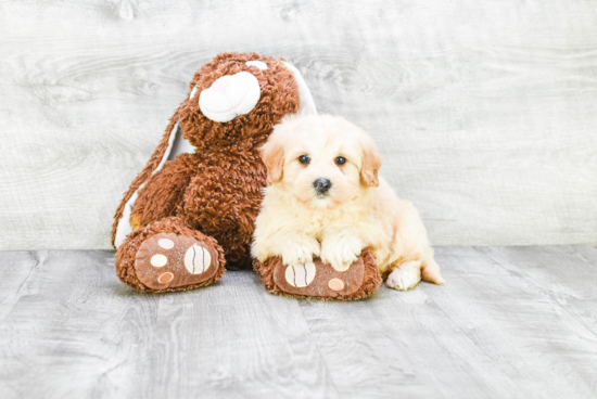 Happy Mini Goldendoodle Baby