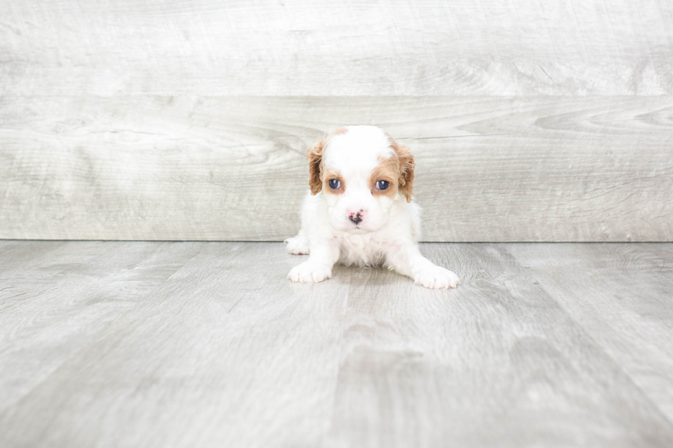 Playful Cavoodle Poodle Mix Puppy