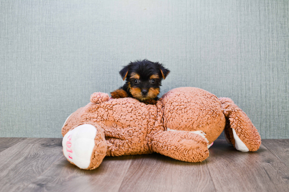 Meet Timmy - our Yorkshire Terrier Puppy Photo 