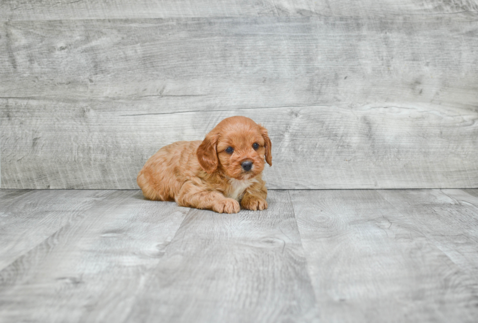 Cavapoo Pup Being Cute