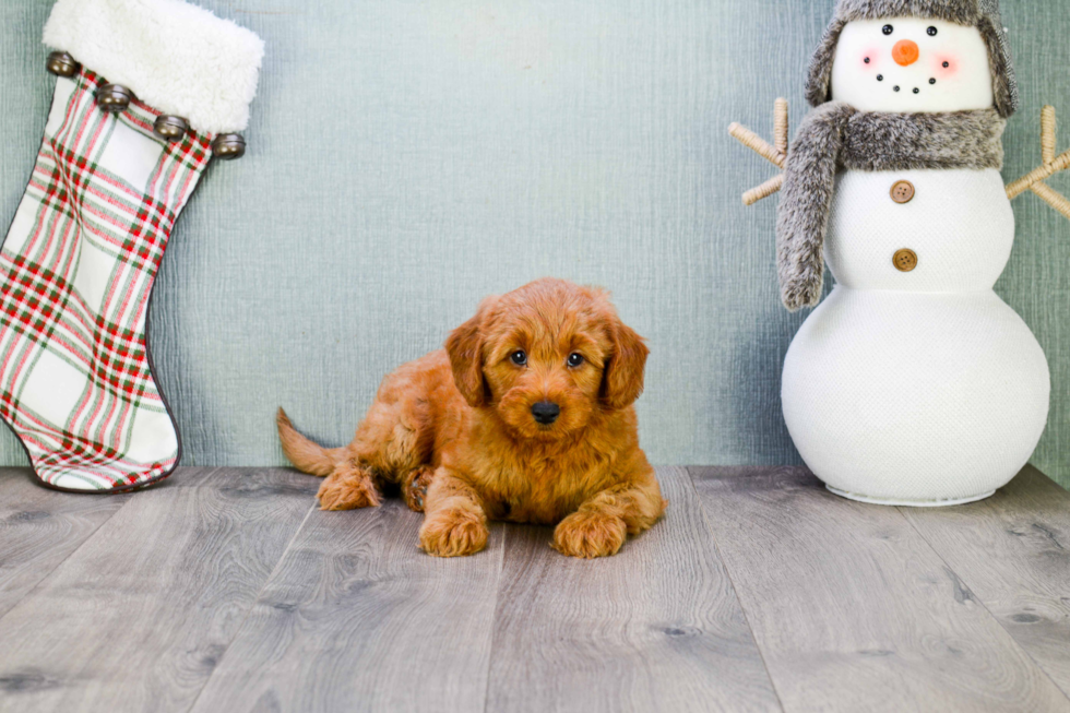 Happy Mini Goldendoodle Baby