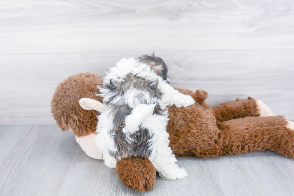 Teddy Bear Pup Being Cute