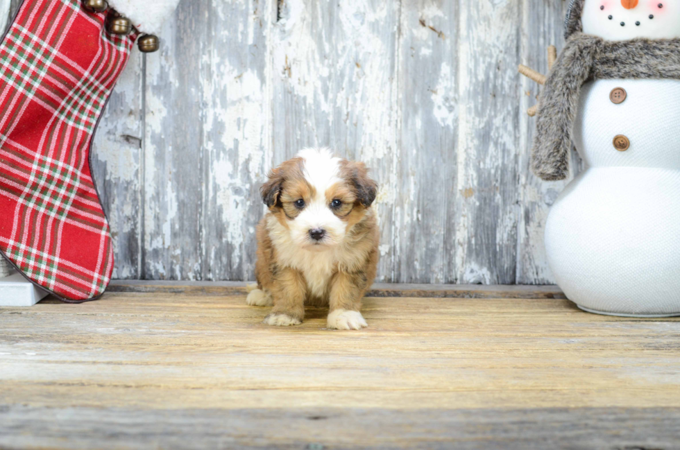 Mini Bernedoodle Pup Being Cute