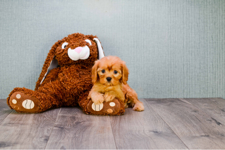 Cavapoo Pup Being Cute