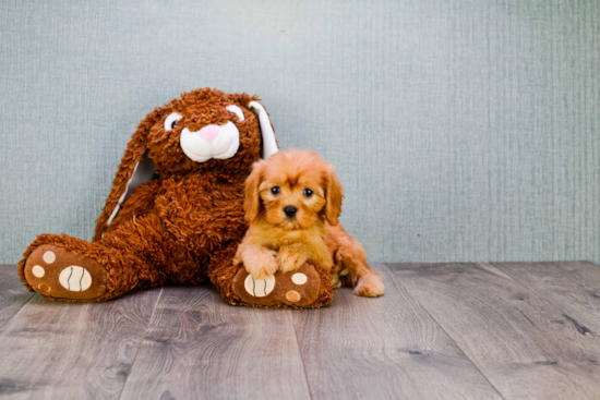 Cavapoo Pup Being Cute