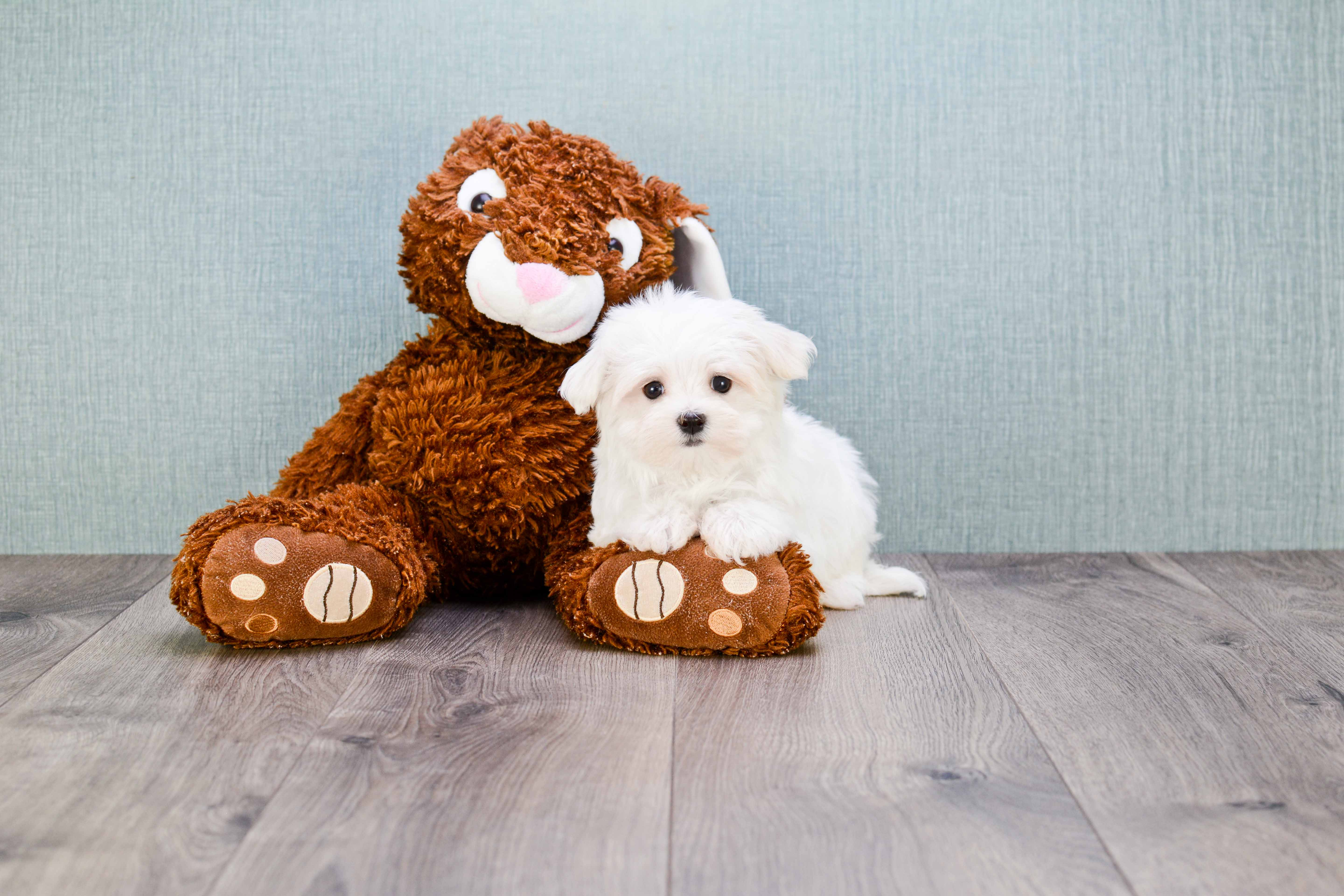 Maltese Puppy for Adoption