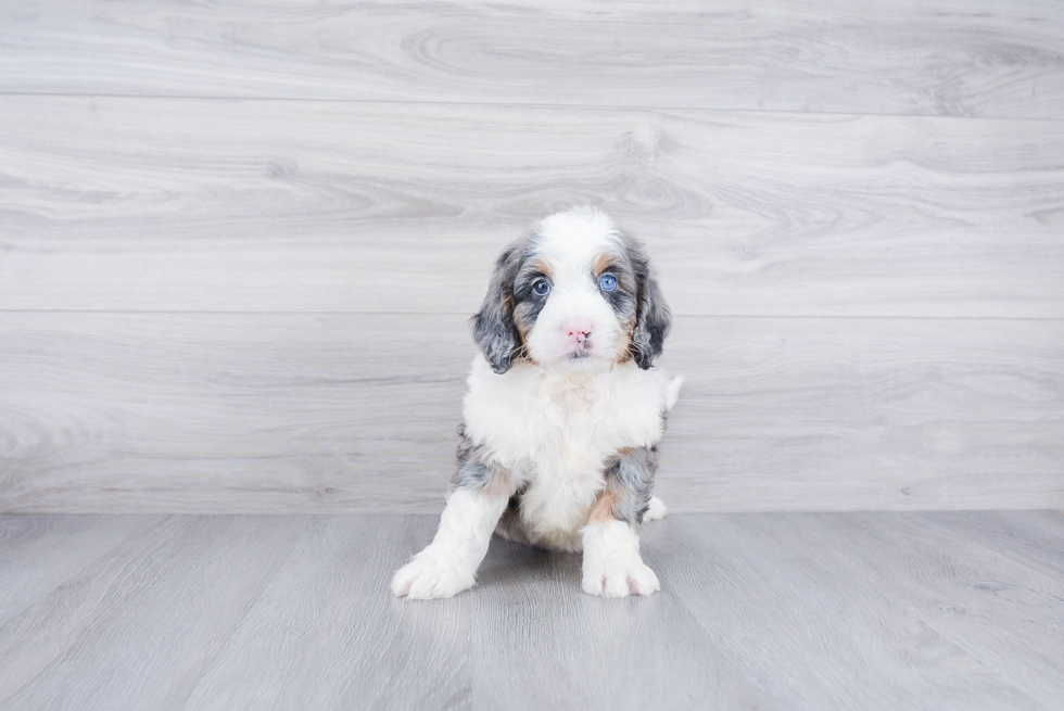 Best Mini Bernedoodle Baby