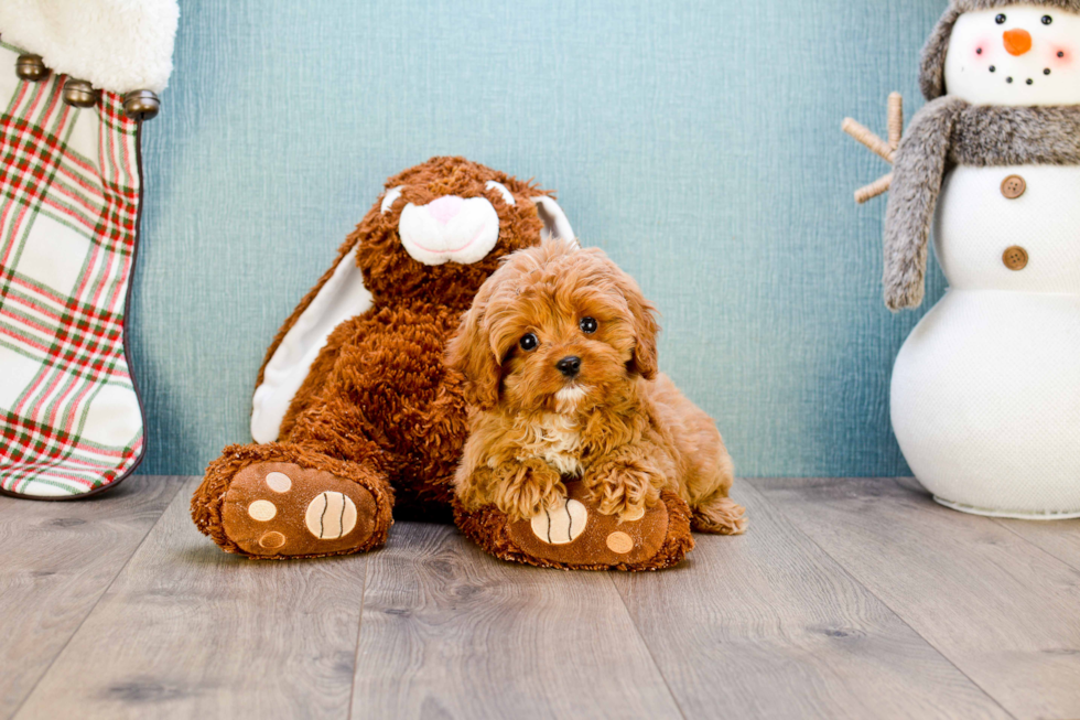 Playful Cavoodle Poodle Mix Puppy