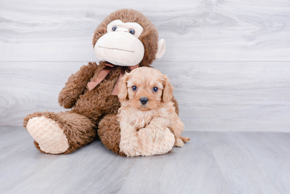 Sweet Cavapoo Baby