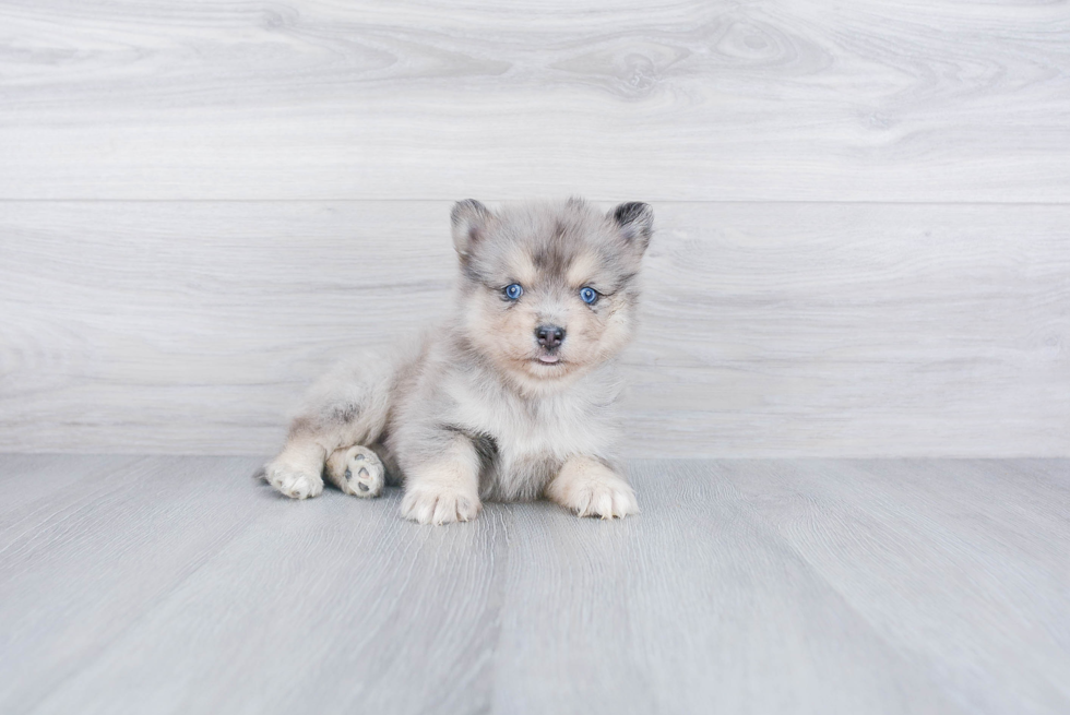 Best Pomsky Baby