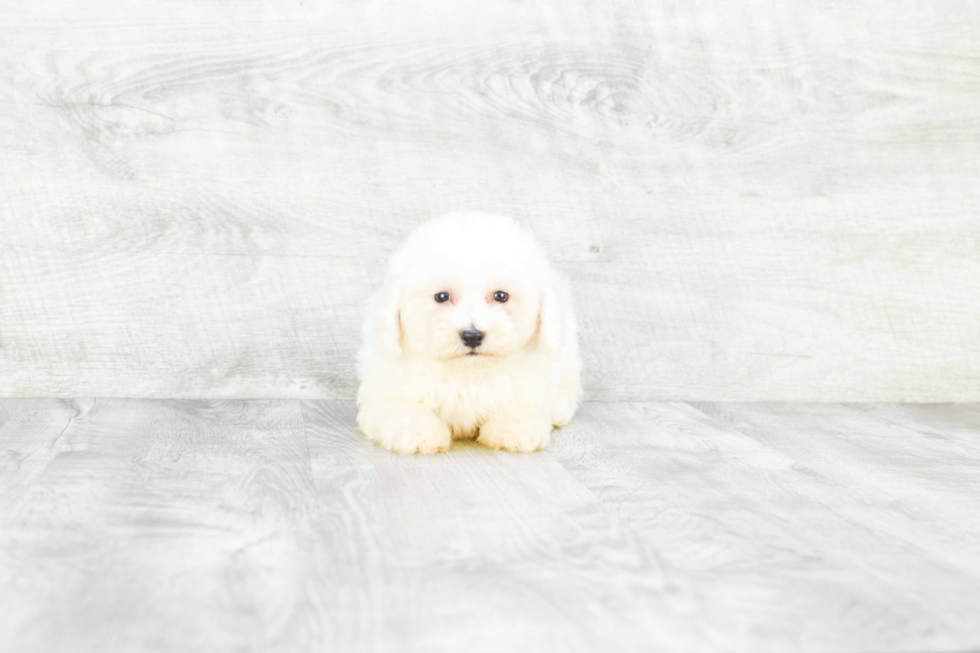 Bichon Frise Pup Being Cute