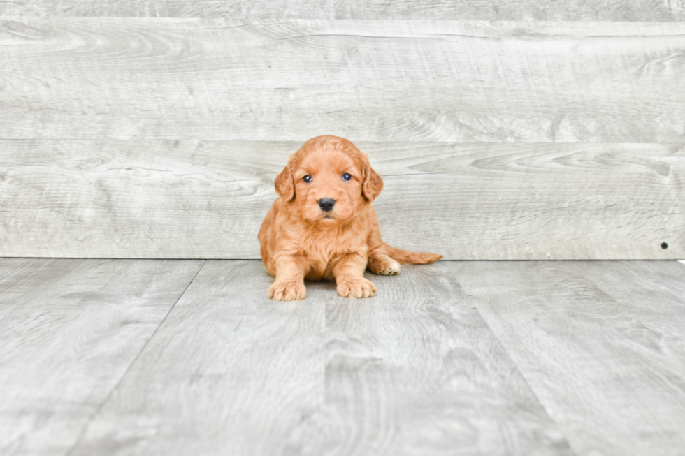 Mini Goldendoodle Pup Being Cute