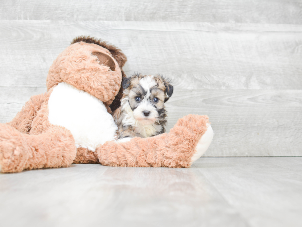 Havanese Pup Being Cute