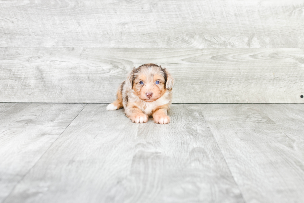 Mini Aussiedoodle Puppy for Adoption