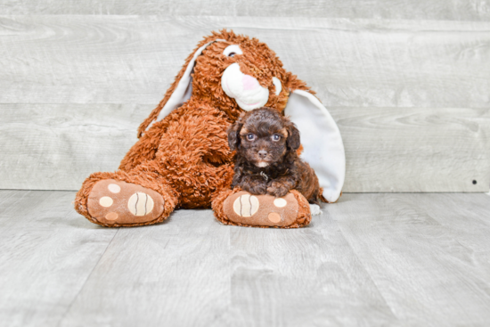 Popular Poodle Purebred Pup