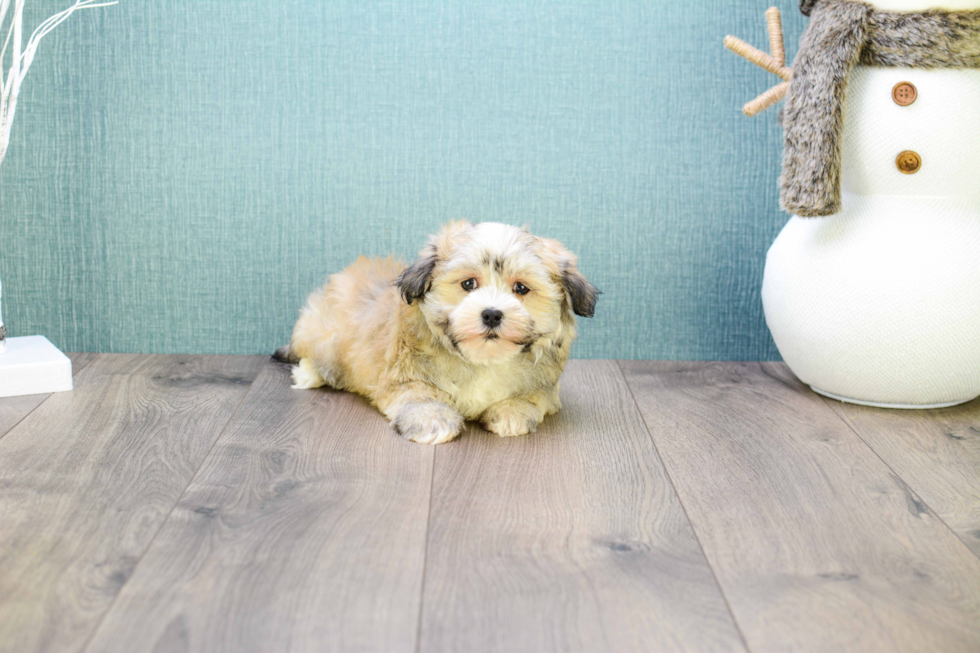 Playful Havanese Baby