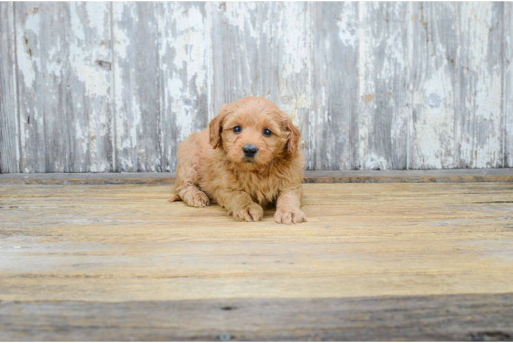 Mini Goldendoodle Pup Being Cute