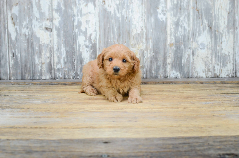 Mini Goldendoodle Pup Being Cute