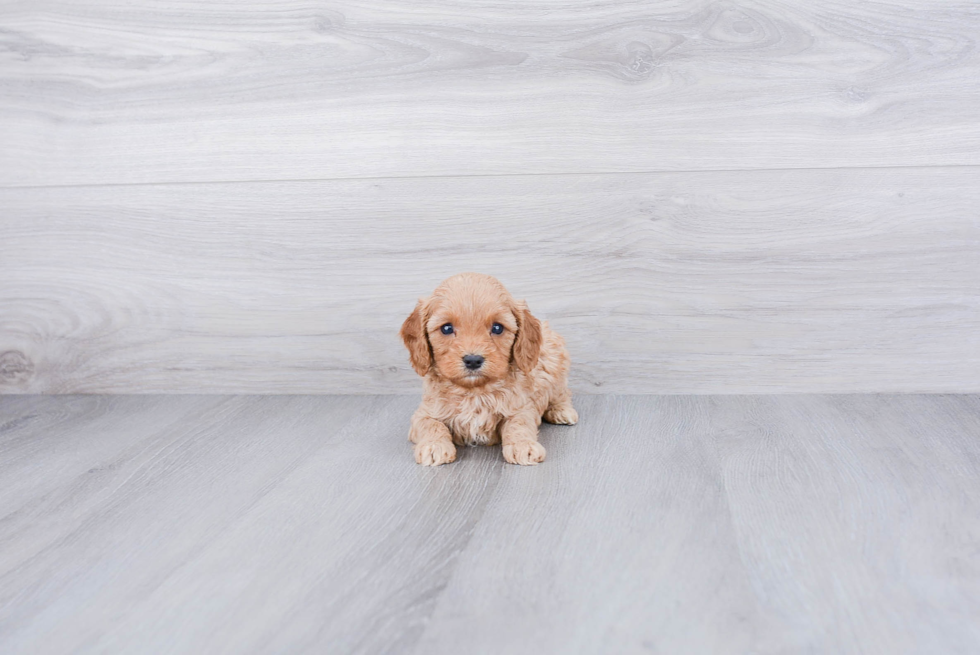 Cavapoo Pup Being Cute