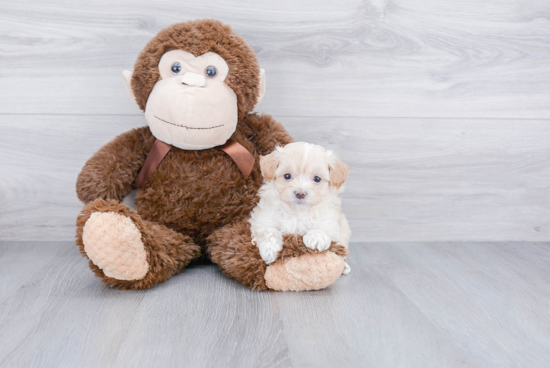 Maltipoo Pup Being Cute