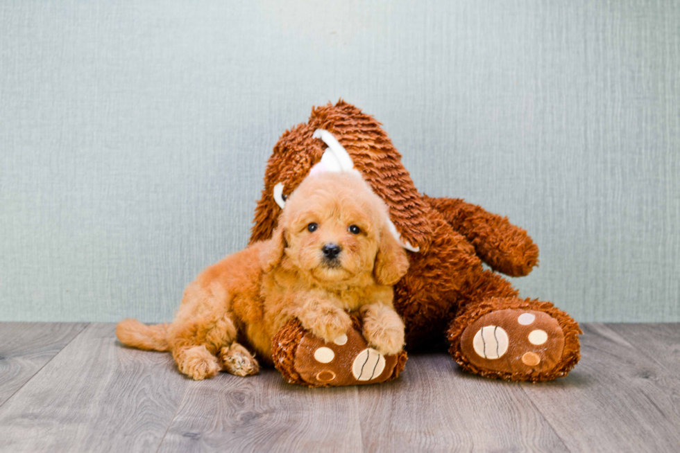 Best Mini Goldendoodle Baby