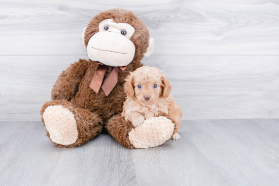 Cavapoo Pup Being Cute