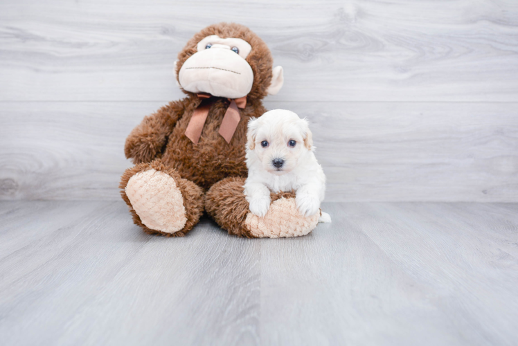 Maltipoo Pup Being Cute