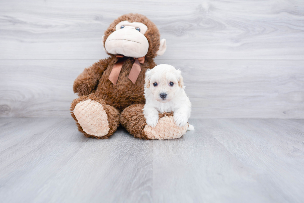 Maltipoo Pup Being Cute