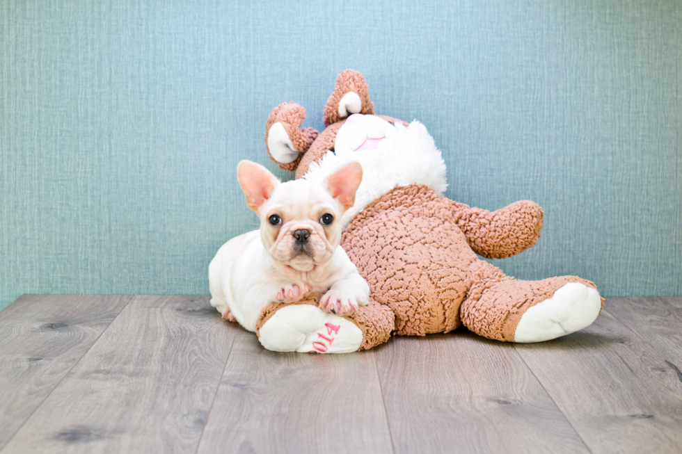 Best French Bulldog Baby