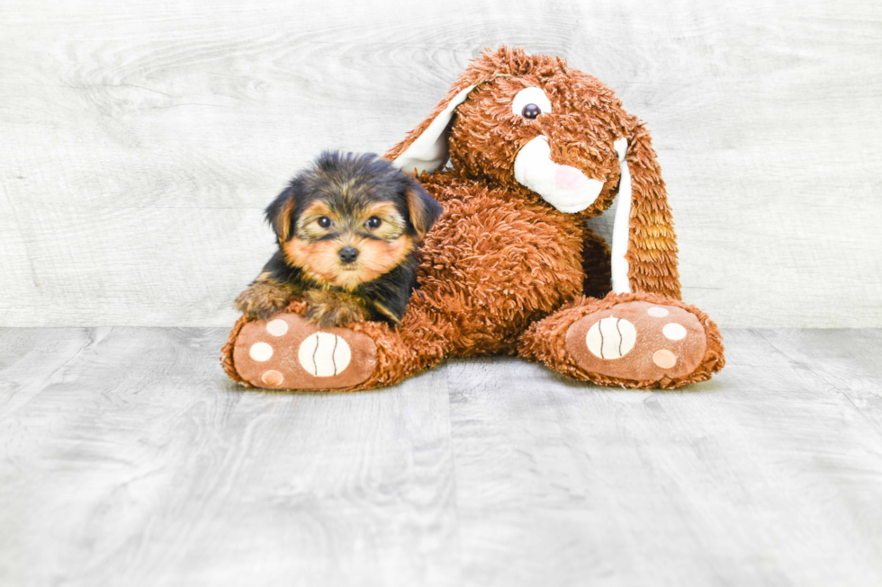 Meet Avery - our Yorkshire Terrier Puppy Photo 