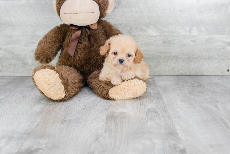 Best Cavapoo Baby