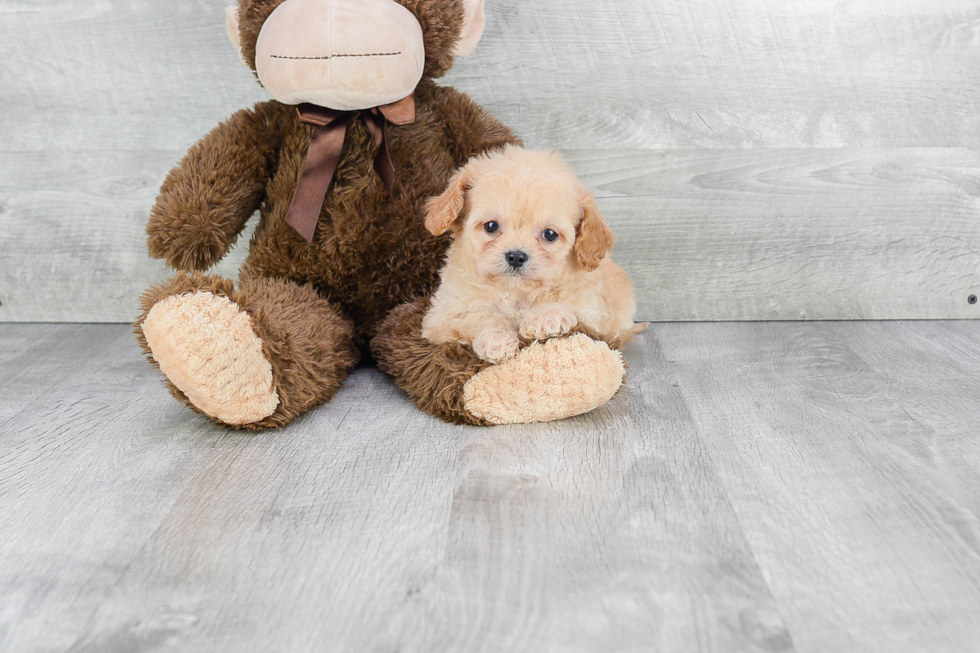 Best Cavapoo Baby