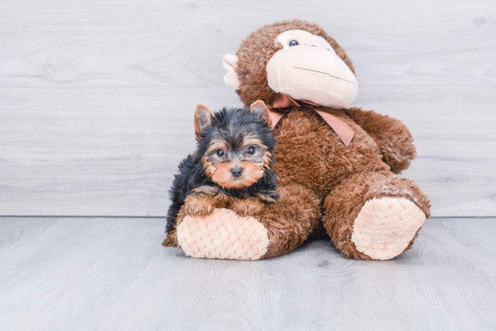 Meet Rascal - our Yorkshire Terrier Puppy Photo 