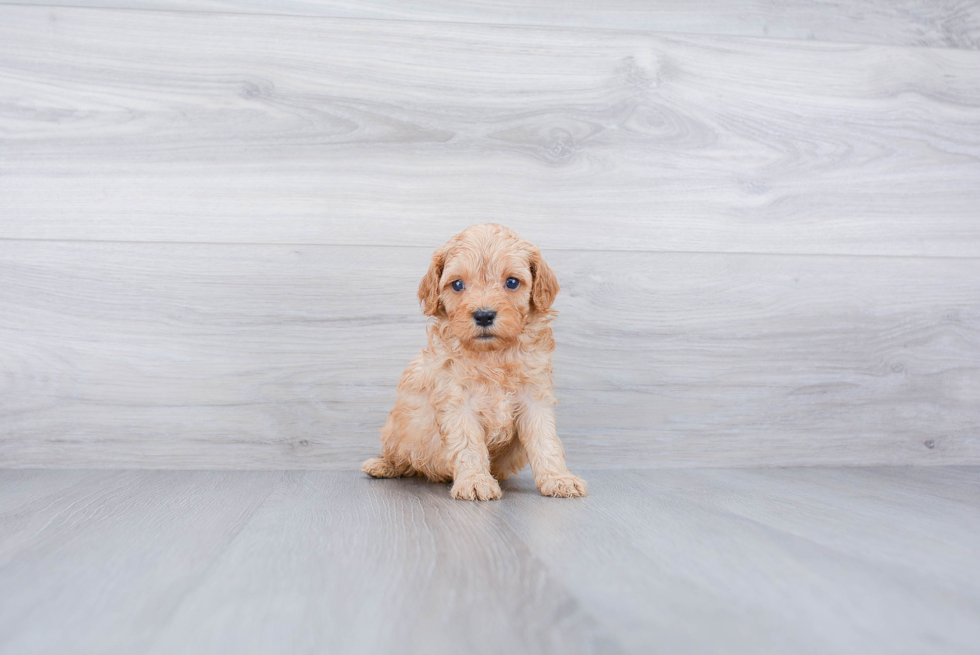 Playful Cavoodle Poodle Mix Puppy