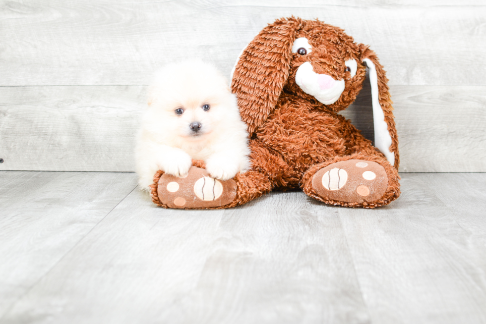 Pomeranian Pup Being Cute