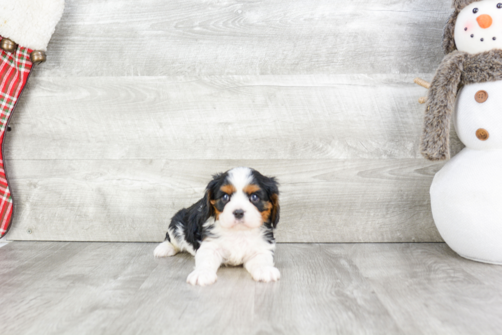 Cavalier King Charles Spaniel Pup Being Cute