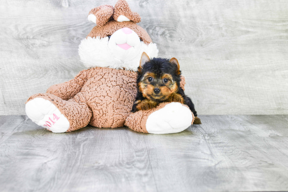 Meet Tinkerbell - our Yorkshire Terrier Puppy Photo 