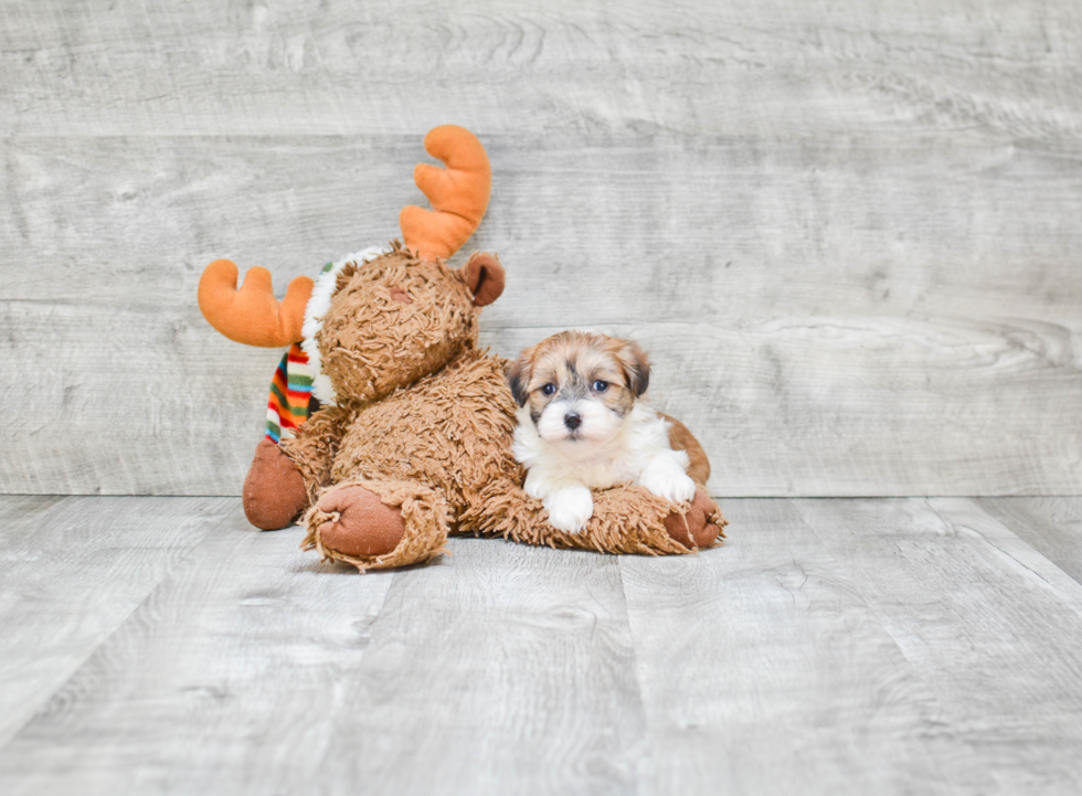 Teddy Bear Pup Being Cute