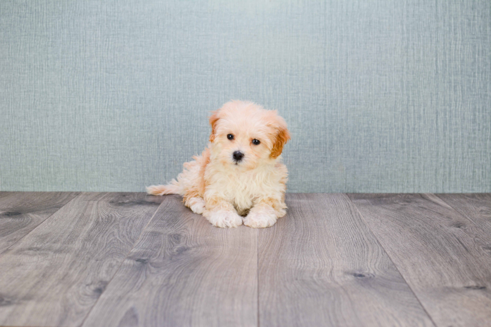 Hypoallergenic Maltese Poodle Poodle Mix Puppy