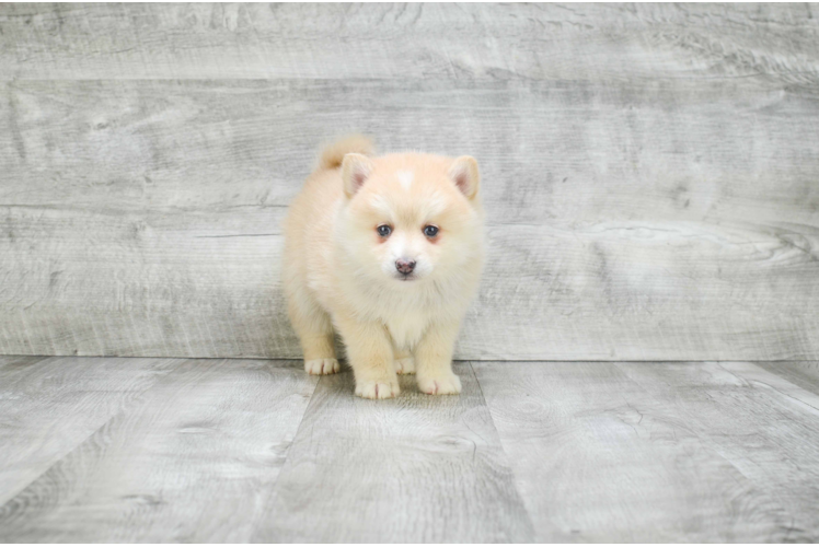 Friendly Pomsky Baby