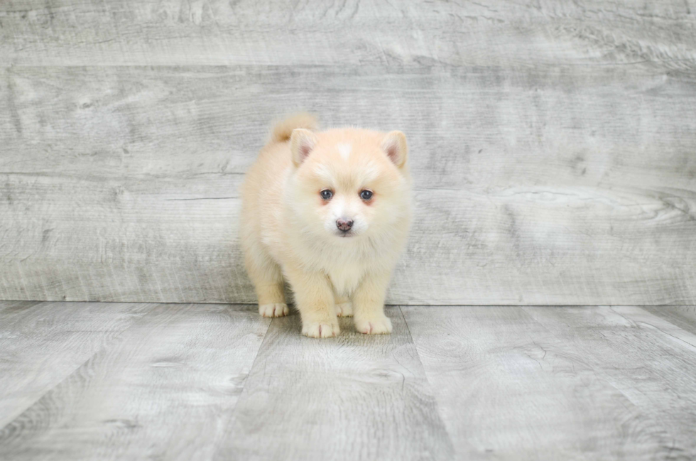 Friendly Pomsky Baby