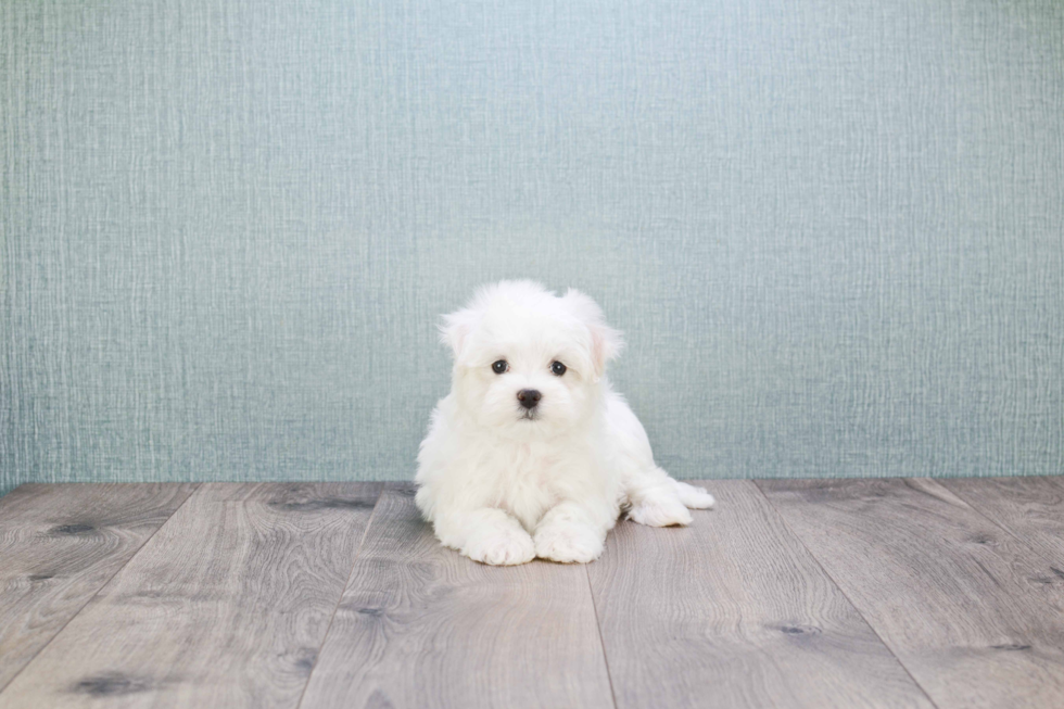 Maltese Pup Being Cute